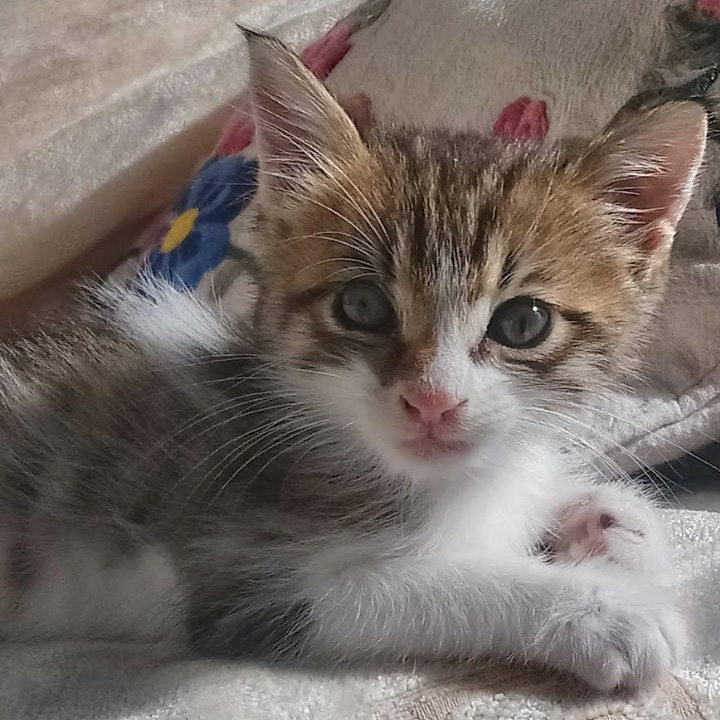 Η γάτα Αχιλλέας